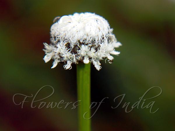 Fragrant Pipewort